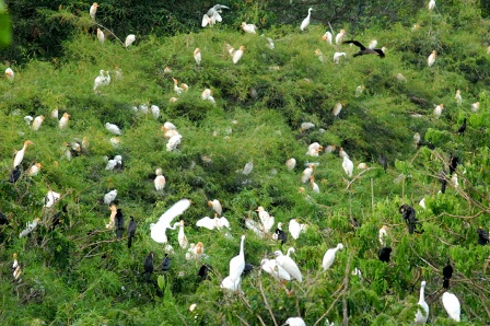Tại VQG Tràm Chim Đồng Tháp có 250 loài chim nước, trên 100 loài cá nước ngọt và nhiều loài chim, sinh vật quý hiếm khác.